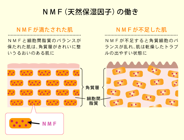 NMF（天然保湿因子）の働き