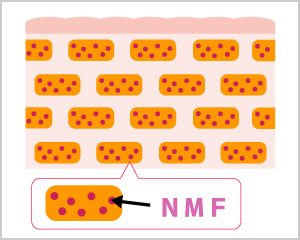 アミノ酸とNMF