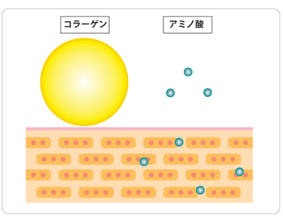 コラーゲンとアミノ酸の分子量の違い