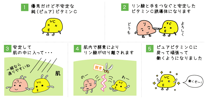 ビタミンC誘導体の説明）