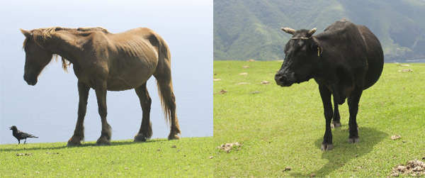 馬プラセンタ、豚プラセンタ