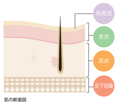 皮膚の構造