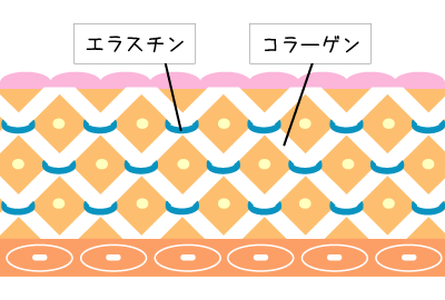 コラーゲンとエラスチン