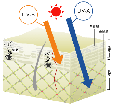 ※UVA・UVBの皮膚到達図