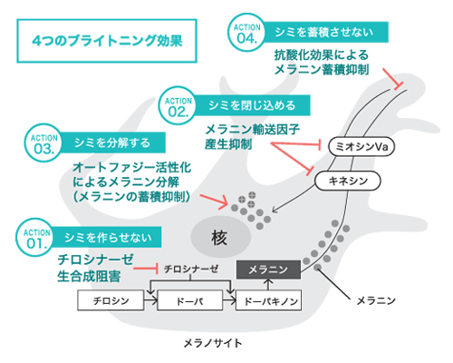 ［ＶＣーＨＧ］４つの美白アクション